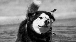 Siberian Husky Dog Muzzle Black Amp White 6000x4000 Wallpaper
