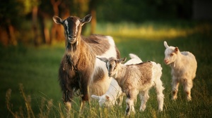 Baby Animal Goat 2048x1366 Wallpaper