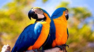 Animal Blue And Yellow Macaw 1920x1080 Wallpaper