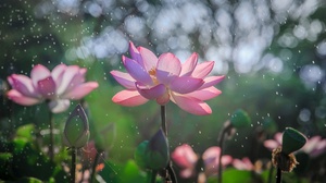 Bokeh Flower Lotus Nature Pink Flower 2048x1365 Wallpaper