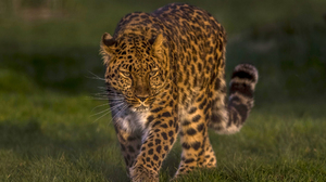 Leopard Animals Cats Nature Depth Of Field Feline Big Cats Mammals Grass 2560x1600 Wallpaper