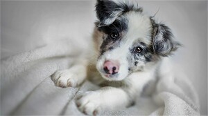 Puppy Cute Face Muzzle Baby Animal 1920x1080 Wallpaper