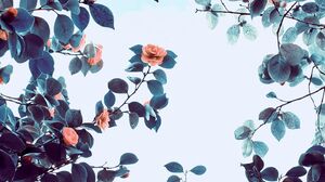 Flowers Rose Trees Branch Vertical Nature Leaves 1440x2560 Wallpaper
