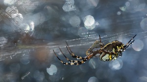 Bokeh Insect Macro Spider 2400x1490 Wallpaper