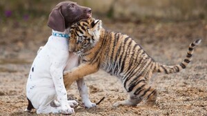 Animal Baby Animal Cute Dog Hug Love Tiger 3840x2160 Wallpaper