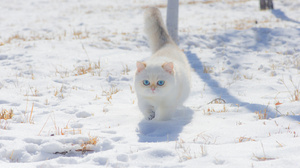 Cats Snow Winter Animals Pet Photography Feline Mammals Blue Eyes 1706x1138 Wallpaper