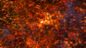 Fall Leaf Maple Leaf Water 3500x2250 Wallpaper