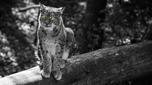 Lynx Big Cat Wildlife Selective Color Bokeh 6016x3798 Wallpaper
