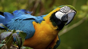 Animal Blue And Yellow Macaw 1920x1200 Wallpaper