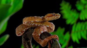 Eyelash Viper Reptile Snake 3840x2556 Wallpaper