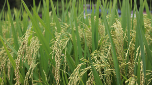 Rice Plants Nature 1920x1281 wallpaper
