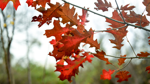 Red Leaves Trees Nature Fall Photography Outdoors 6016x3384 wallpaper