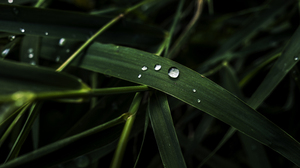 Grass Water Drops Green Plants Macro Wide Angle Photography Nature 6000x3376 Wallpaper