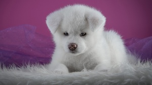 Akita White Dog Puppies Animals Mammals 3840x2160 Wallpaper