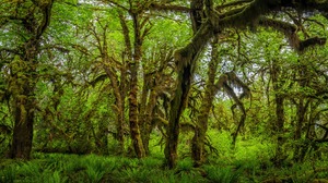Nature Forest Trees USA Olympic National Park Washington Moss Plants Spring Green 3840x2160 wallpaper