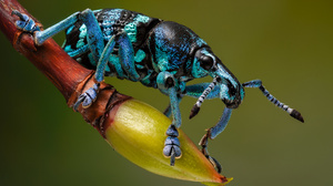 Macro Weevil Beetle Insect Depth Of Field 3840x2160 Wallpaper