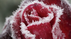 Ice Flowers Rose Ice Crystals Macro 2560x1600 Wallpaper