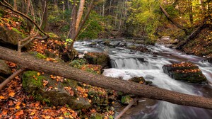 Fall Forest Log Stream 3840x2160 Wallpaper