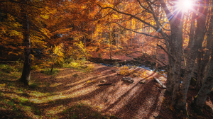 Veliko Karachiviev Fall Leaves Foliage Forest Stream 2560x1440 Wallpaper