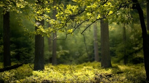 Earth Forest 2048x1300 Wallpaper