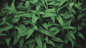 Leaf 1920x1200 Wallpaper