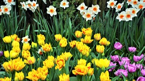 Daffodil Earth Flower Spring Tulip White Flower Yellow Flower 4000x2650 Wallpaper