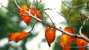 Blur Fall Leaf Nature 2560x1780 Wallpaper