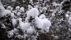 Snow Fir Tree Plants Nature 3840x2160 Wallpaper