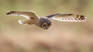 Bird Flight Flying Owl 2048x1523 Wallpaper