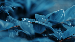 Blue Plants Water Drops Nature Photography Leaves Color Correction Flowers Blurred Blurry Background 3840x2160 Wallpaper