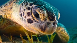 Close Up Sea Life Turtle 1920x1440 Wallpaper