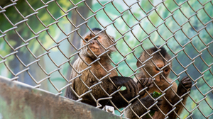 Monkey Mammals Animals Fence Outdoors 3936x2624 Wallpaper