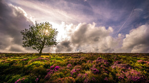 Lonely Tree Lavender Sky Cloud 2048x1169 Wallpaper