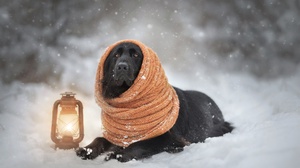 Scarf Winter Snow Lantern Labrador Retriever 2048x1367 Wallpaper