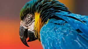 Bird Blue And Yellow Macaw Macaw 2560x1879 Wallpaper