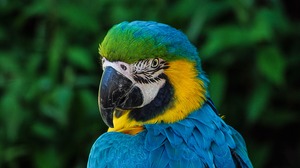 Bird Blue And Yellow Macaw Macaw 3008x2000 Wallpaper