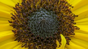 Sunflowers Macro Nature Photography Flowers 3496x4656 Wallpaper