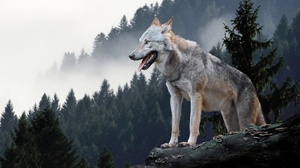 Wolf Animals Mammals Nature Forest Mist 3840x2160 Wallpaper