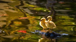 Bird Baby Animal Duckling Reflection Water 2560x1707 Wallpaper
