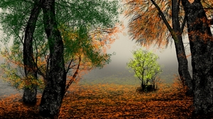 Digital Painting Digital Art Nature Landscape Fall Trees Artwork 1920x1080 Wallpaper