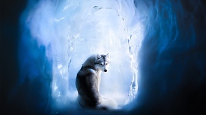 Cave Ice Cold Siberian Husky Dog Animals Mammals 2048x1365 Wallpaper