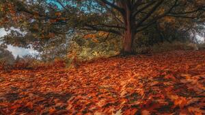 Fall Tree Trunk Fallen Leaves HDR Leaves 5000x3332 Wallpaper