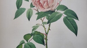 Rose Plants Leaves Portrait Display Flowers Traditional Art Artwork 3024x4011 Wallpaper