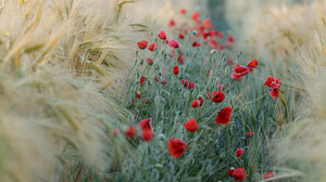 Photography Field Poppies Flowers Nature 2048x1365 wallpaper