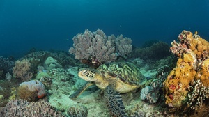 Sea Life Underwater Coral 2000x1333 wallpaper