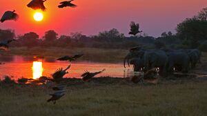 Wildlife Nature Botswana Elephant Guineafowl Sunset Africa 2000x1333 Wallpaper