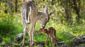 Baby Animal Deer Wildlife 3011x2000 Wallpaper