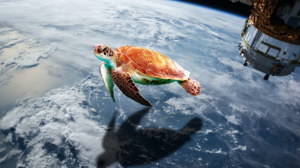 Turtle Earth Earth Orbit Planet Space Clouds Animals 1920x1278 wallpaper