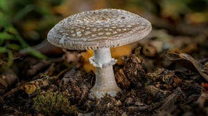 Mushroom Macro Nature Depth Of Field Closeup 3840x2160 Wallpaper
