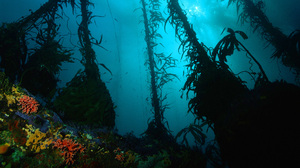 Photography Underwater 1920x1080 wallpaper